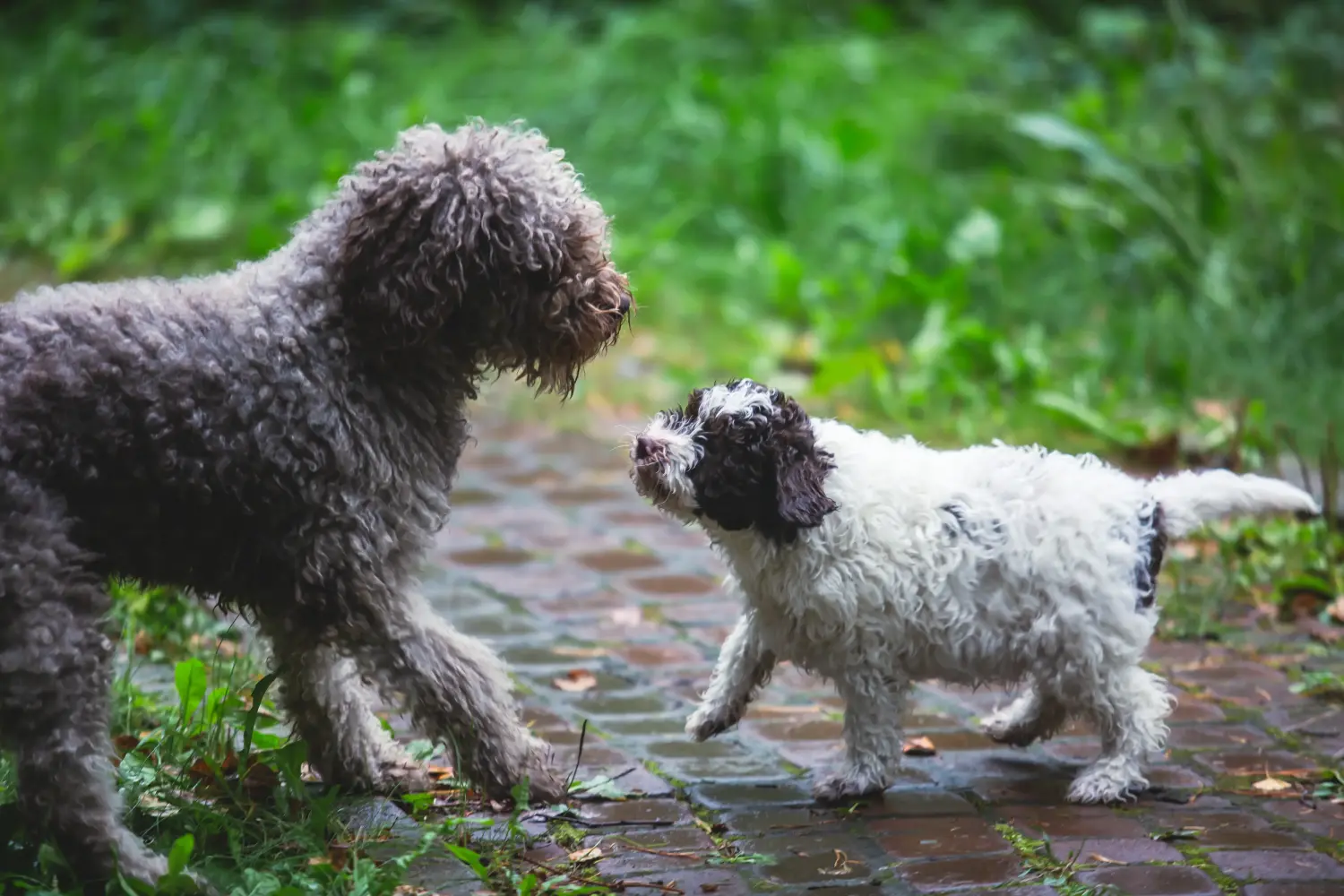 Egy Lagotto Romagnolo kiskutya megvásárlása felelősségvállalást jelent! Vásároljon Lagotto Romagnolo kiskutyákat.