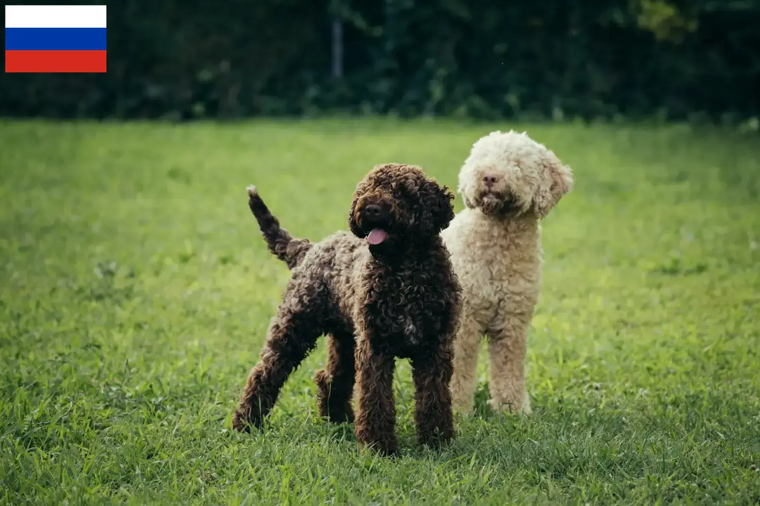 Read more about the article Lagotto Romagnolo tenyésztők és kiskutyák Oroszországban
