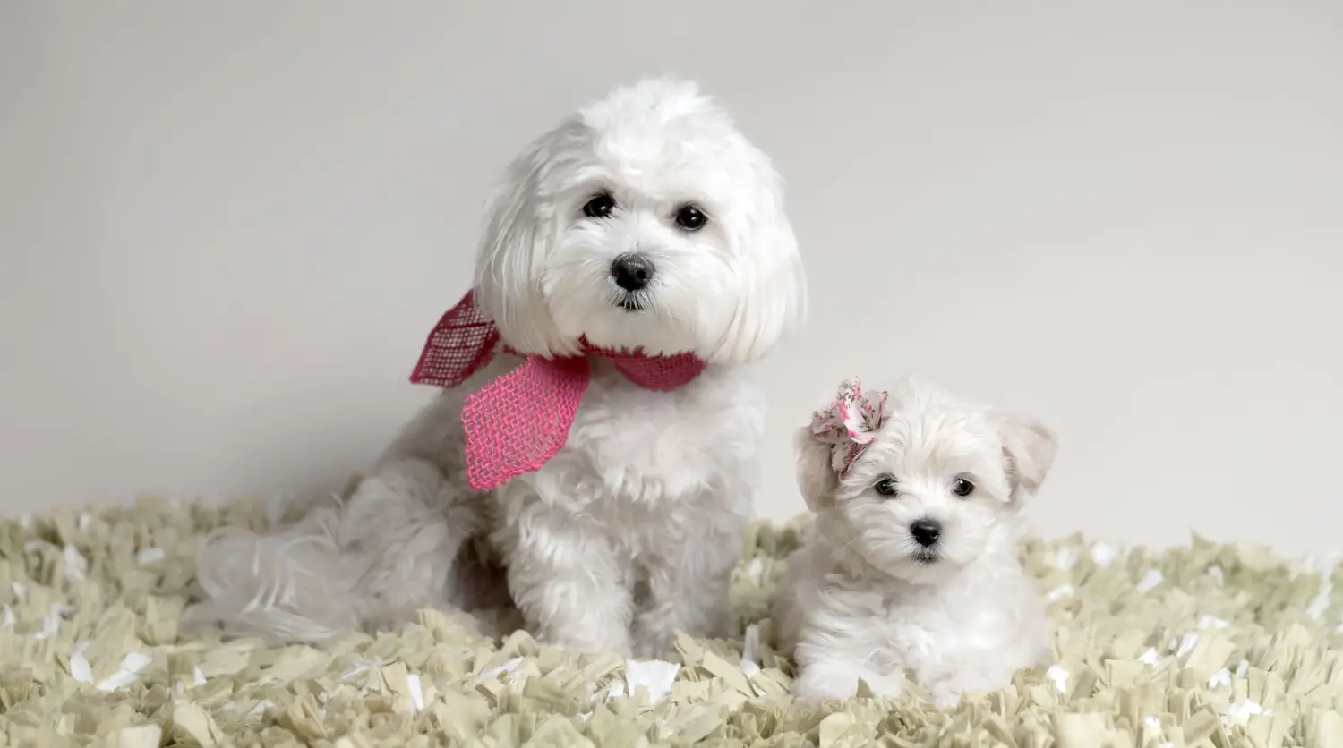 Maltipoo kölyökkutya vásárlása felelősségvállalást jelent! Maltipoo kiskutyák vásárlása.