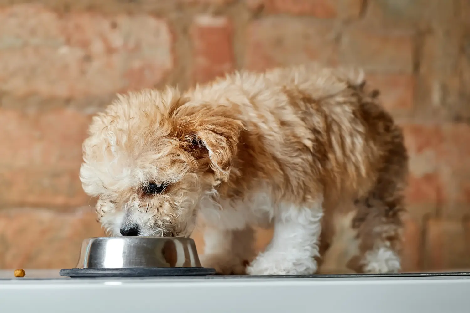 Maltipoo kölyökkutya vásárlása felelősségvállalást jelent! Maltipoo kiskutyák vásárlása.