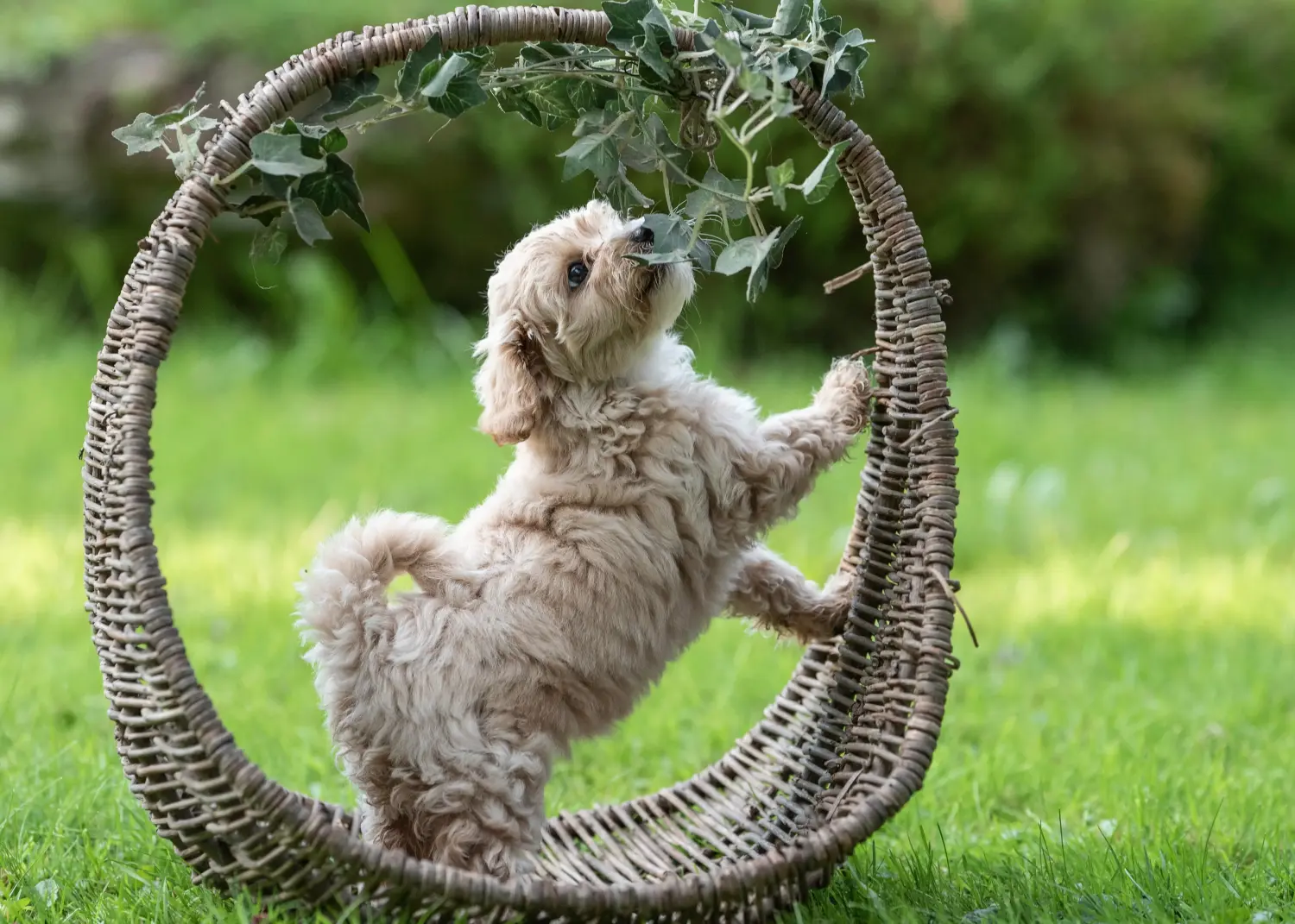 Maltipoo kölyökkutya vásárlása felelősségvállalást jelent! Maltipoo kiskutyák vásárlása.