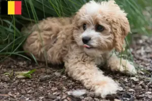 Read more about the article Maltipoo tenyésztők és kölykök Belgiumban