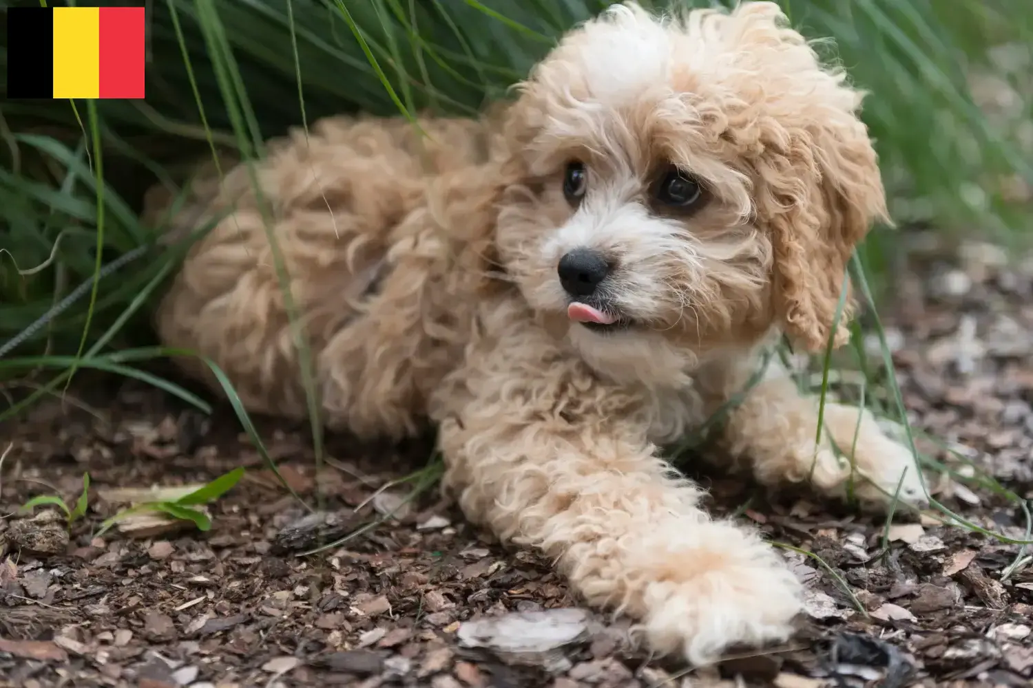 Read more about the article Maltipoo tenyésztők és kölykök Belgiumban