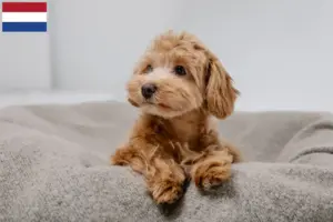 Read more about the article Maltipoo tenyésztők és kölykök Hollandiában
