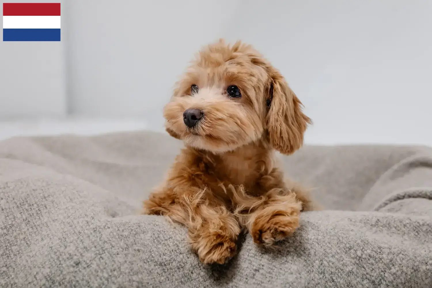 Read more about the article Maltipoo tenyésztők és kölykök Hollandiában