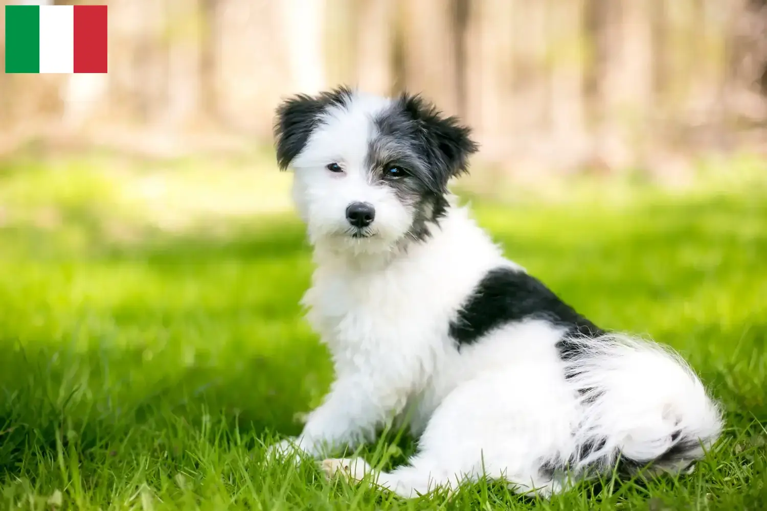 Read more about the article Maltipoo tenyésztők és kölykök Olaszországban