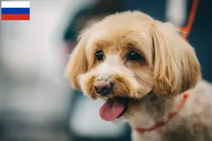 Read more about the article Maltipoo tenyésztők és kölykök Oroszországban