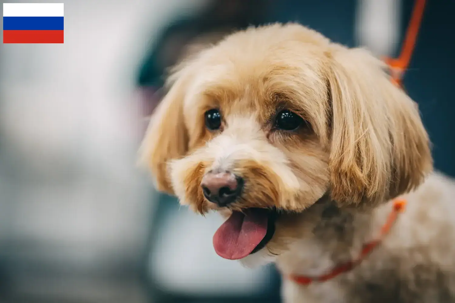 Read more about the article Maltipoo tenyésztők és kölykök Oroszországban