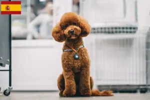 Read more about the article Maltipoo tenyésztők és kölykök Spanyolországban