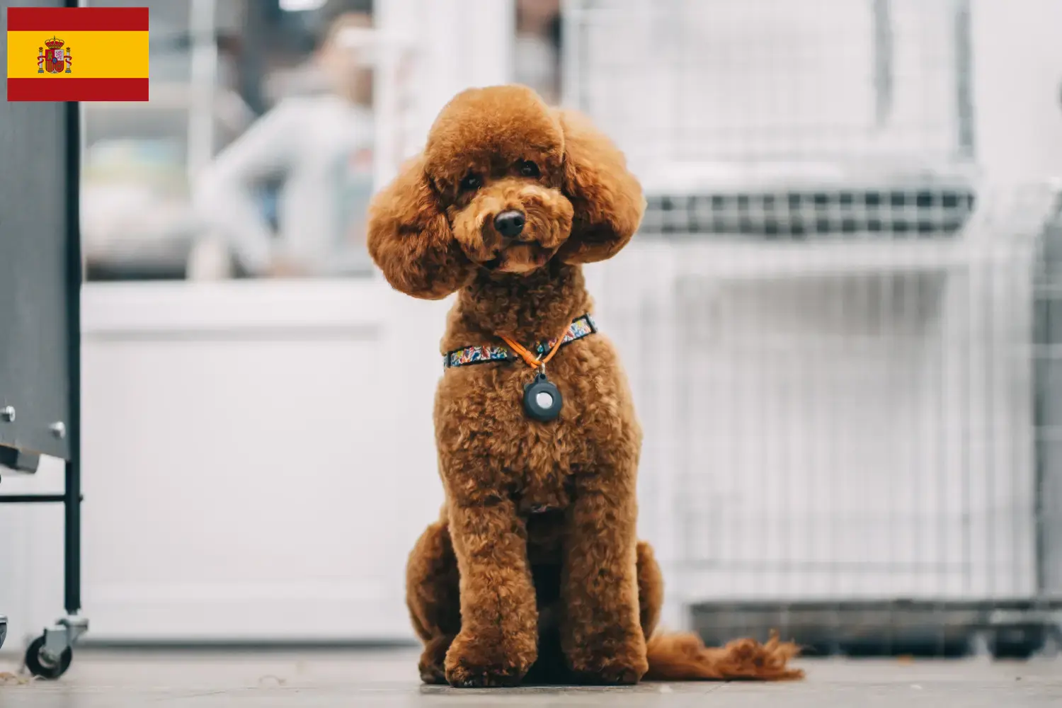 Read more about the article Maltipoo tenyésztők és kölykök Spanyolországban