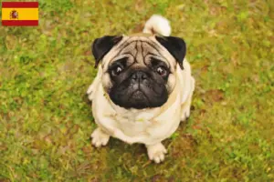 Read more about the article Mopsz tenyésztők és kölykök Spanyolországban