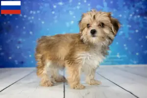 Read more about the article Morkie tenyésztők és kölykök Oroszországban