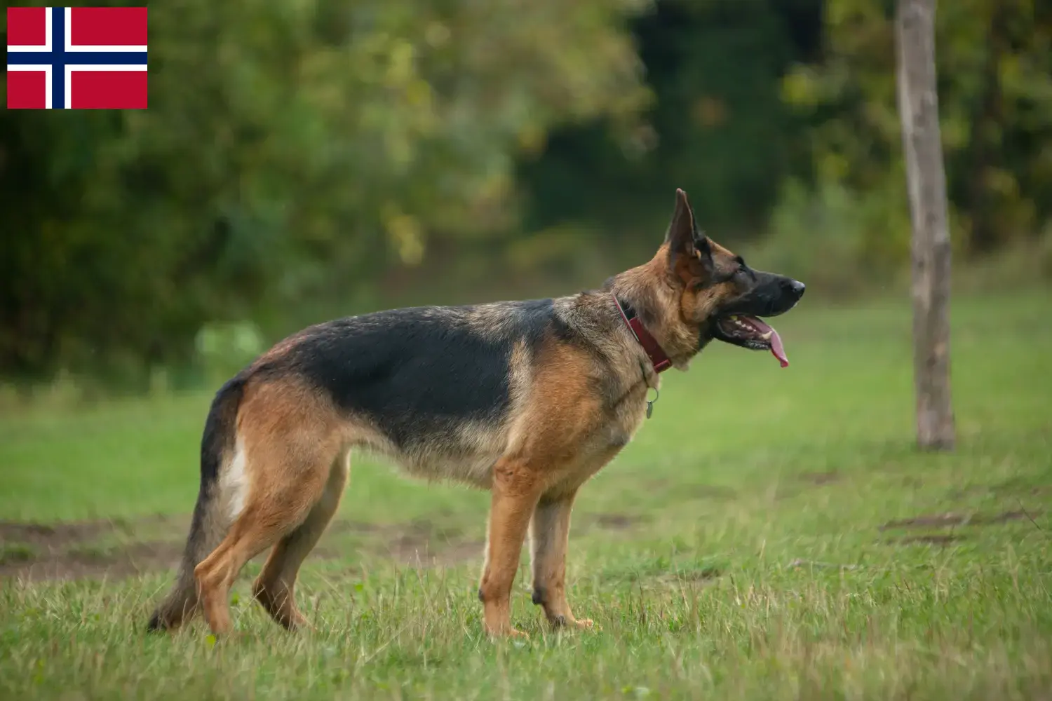 Német juhászkutya kölykök és tenyésztő Norvégia Itt talál német juhászkutya tenyésztőket Norvégiában.