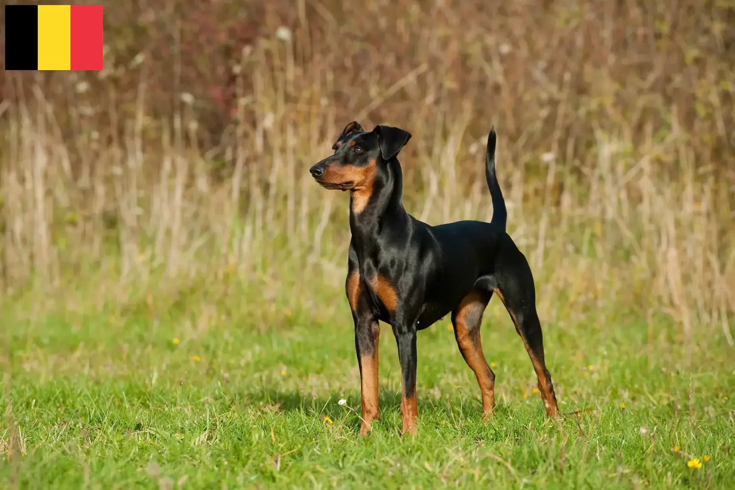 Read more about the article Német pinscher tenyésztő és kölykök Belgiumban