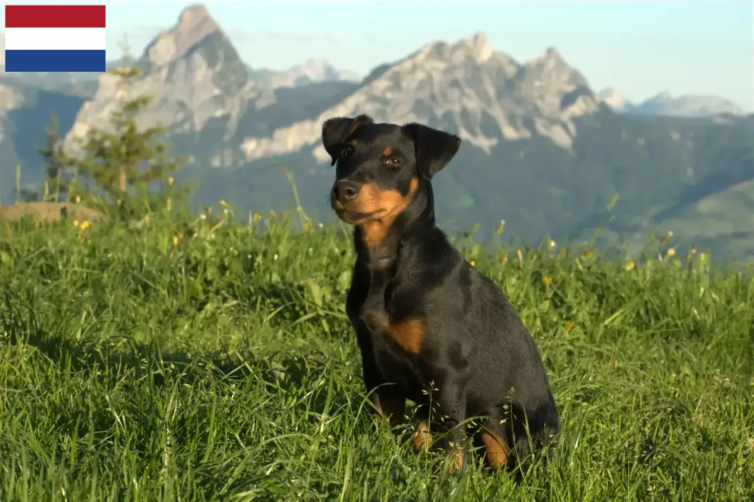 Read more about the article Német vadászterrier tenyésztők és kölykök Hollandiában