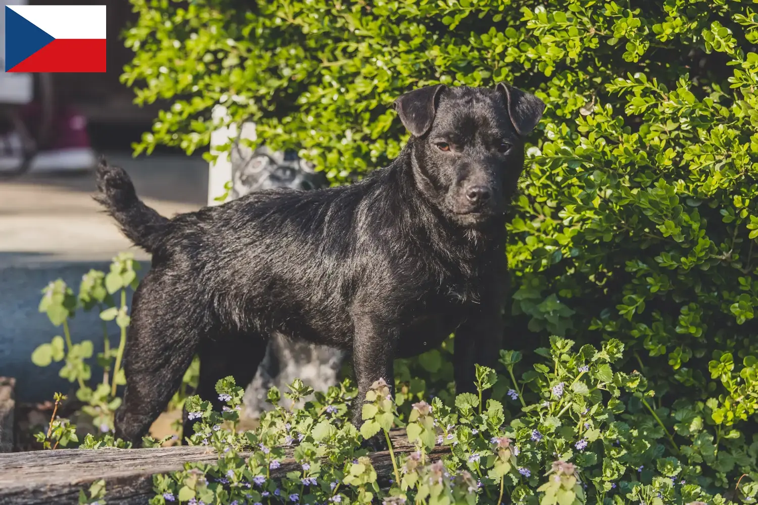 Read more about the article Patterdale terrier tenyésztők és kölykök Csehországban