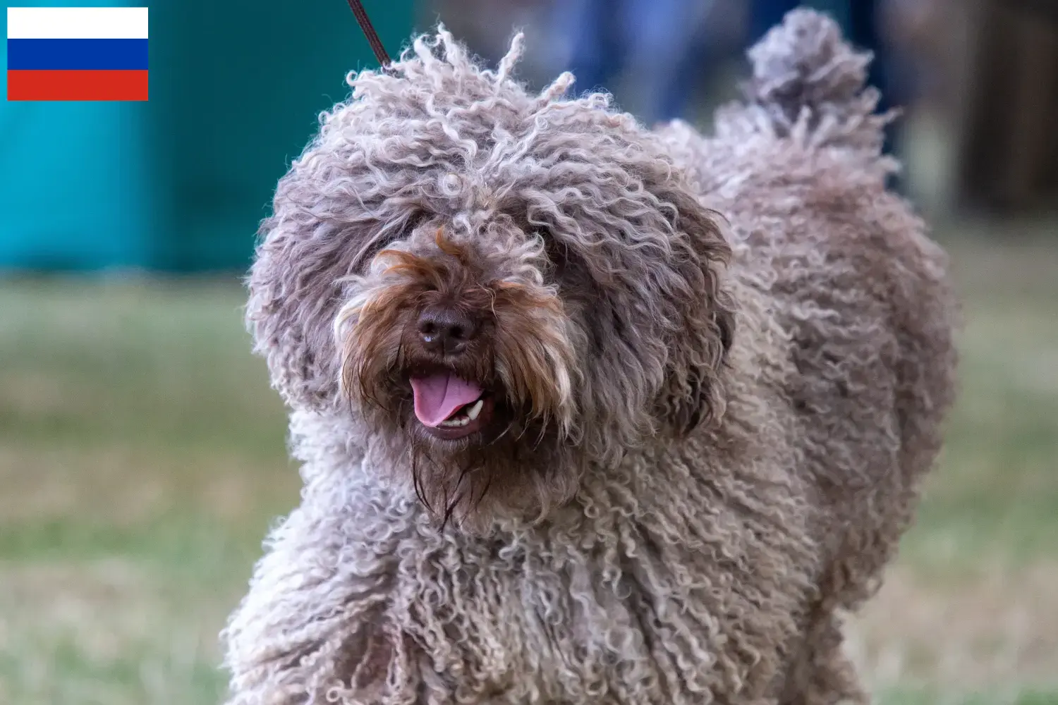 Read more about the article Perro de Agua Español tenyésztők és kölykök Oroszországban