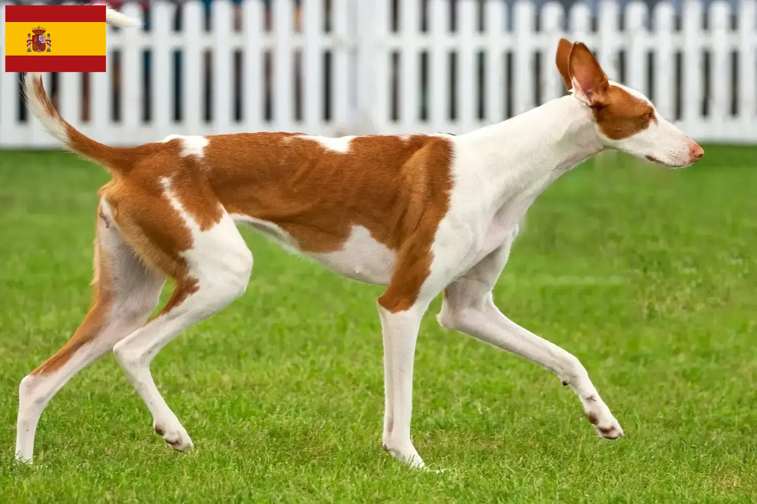 Read more about the article Podenco tenyésztők és kiskutyák Spanyolországban