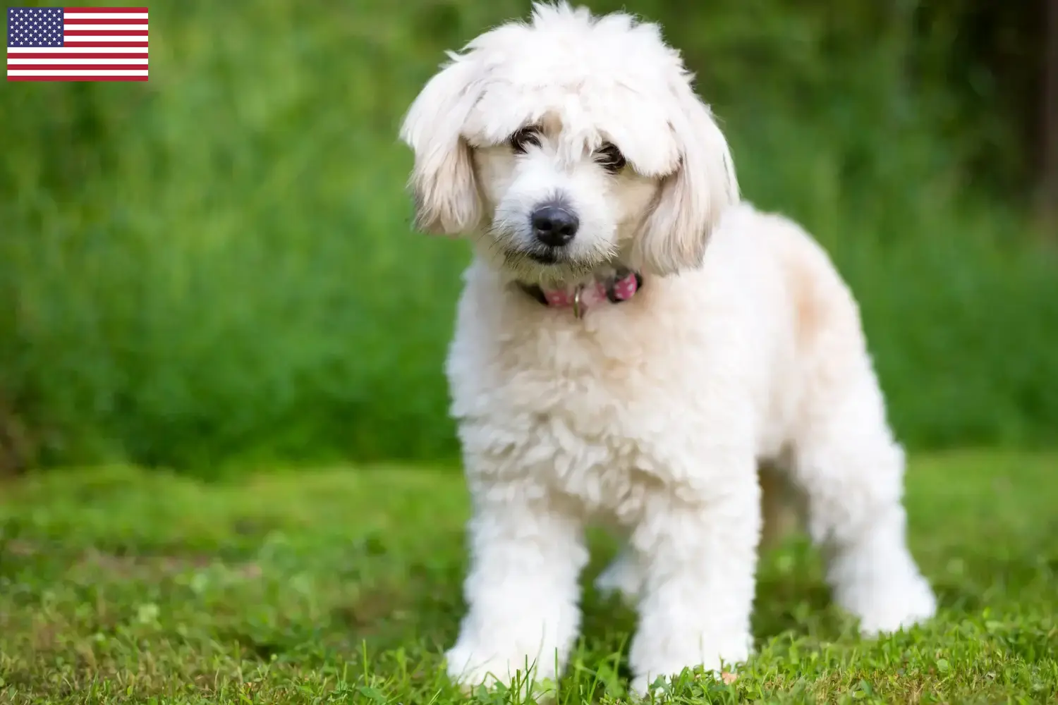 Read more about the article Pomapoo tenyésztők és kölykök az USA-ban