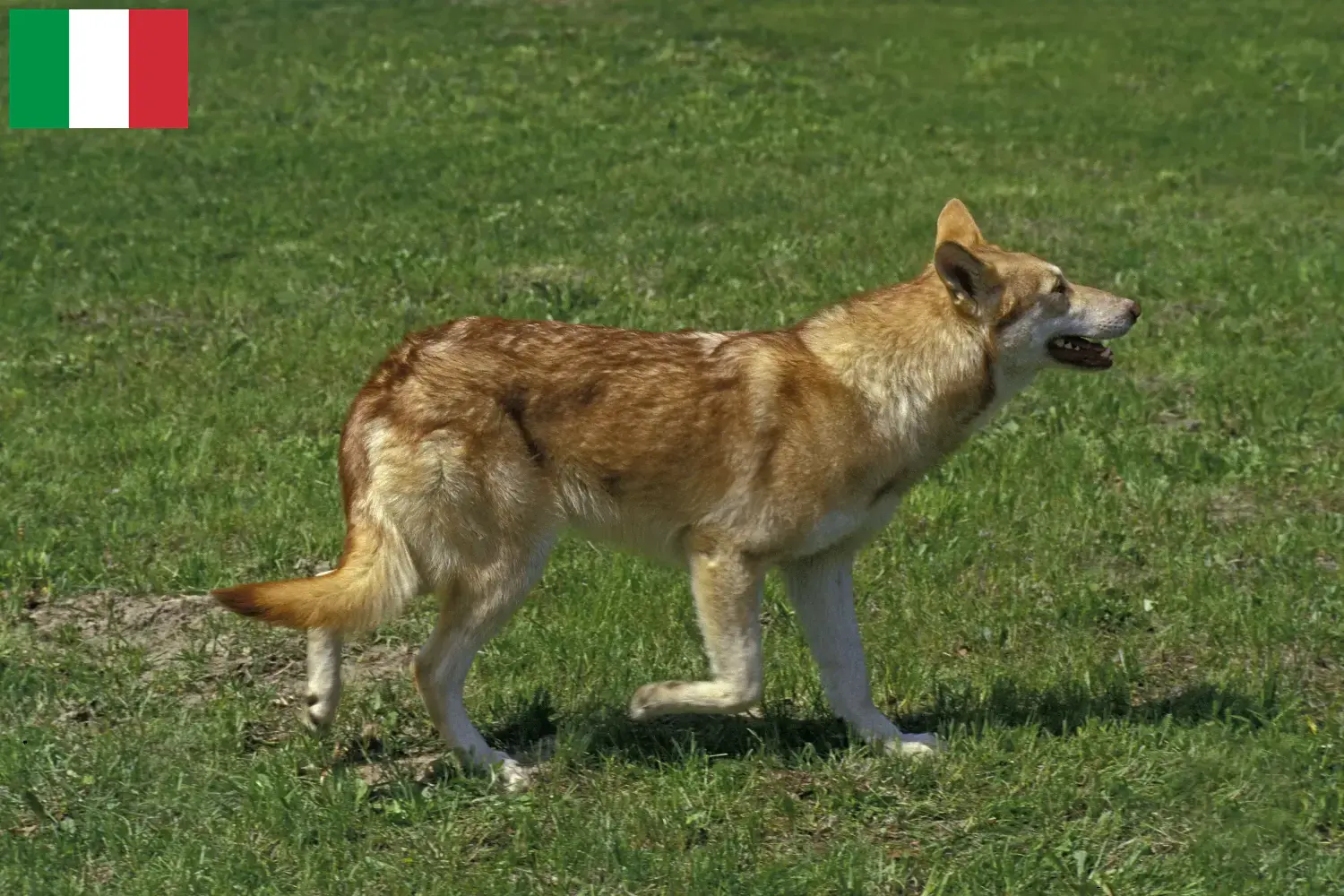 Saarloos Wolfdog kölyökkutyák és tenyésztők Olaszországban Itt talál Saarloos Wolfdog tenyésztőket Olaszországban.