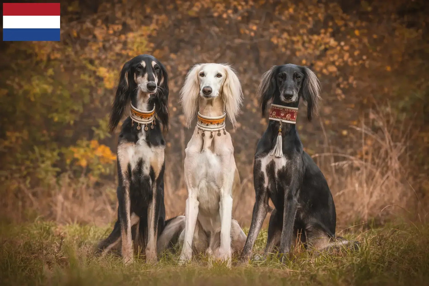 Saluki kölykök és tenyésztők Hollandia Itt megtalálja a hollandiai szaluki tenyésztőket.