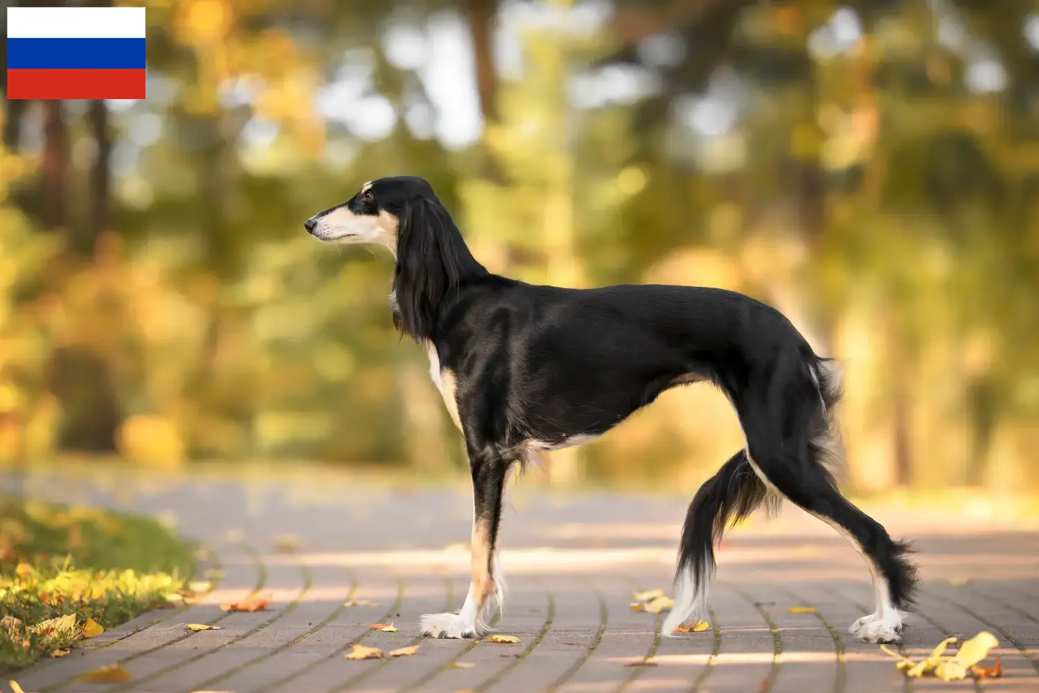 Saluki kölykök és tenyésztők Oroszország Itt találhat szaluki tenyésztőket Oroszországban.
