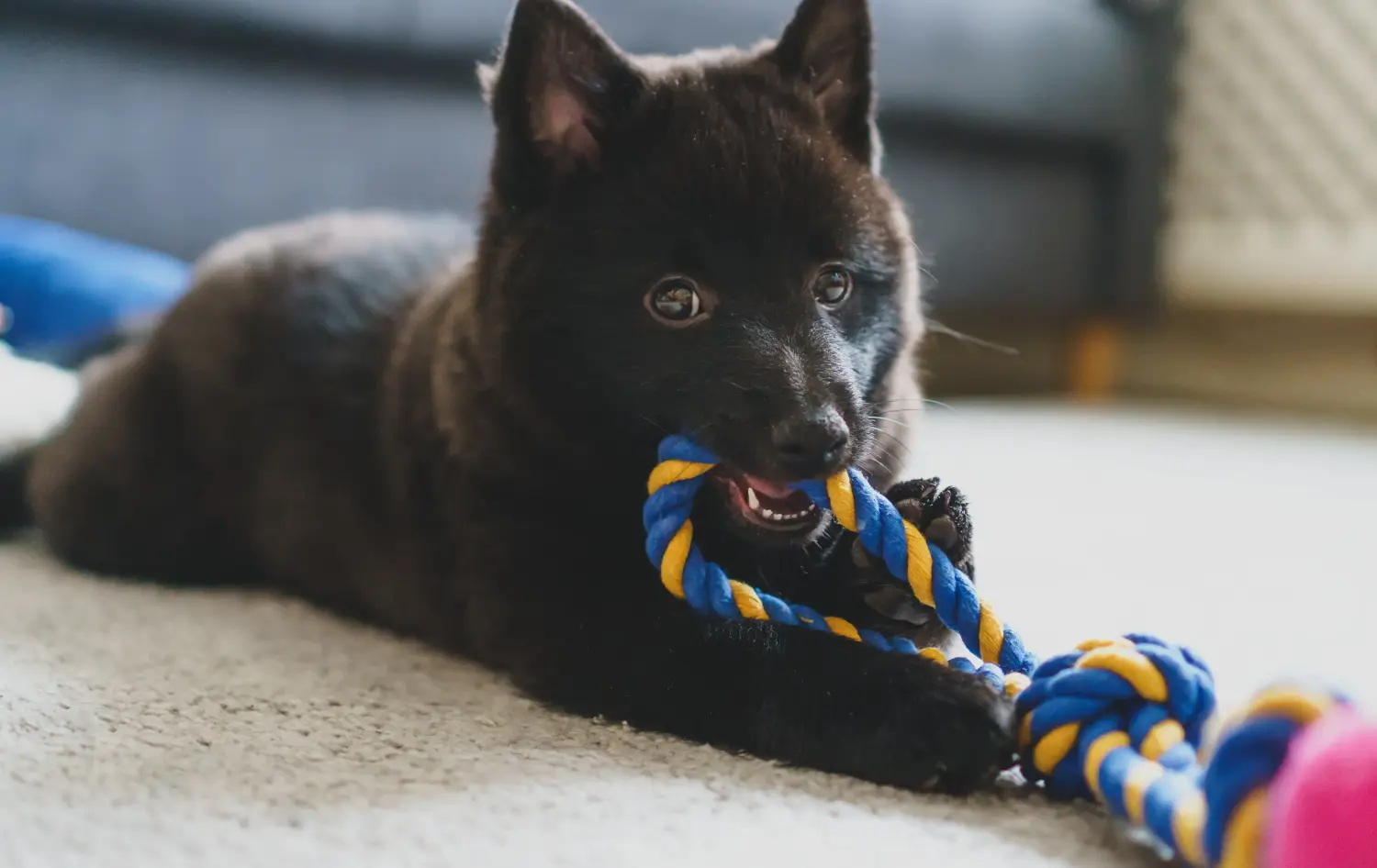 Egy Schipperke kölyökkutya megvásárlása felelősségvállalást jelent! Vásároljon Schipperke kiskutyákat.