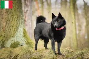 Read more about the article Schipperke tenyésztők és kölykök Olaszországban