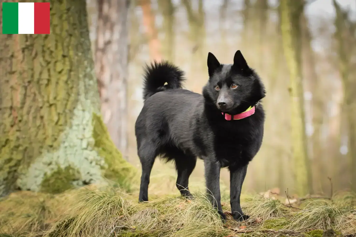 Schipperke kiskutyák és tenyésztők Olaszországban Itt találhat Schipperkes tenyésztőket Olaszországban.