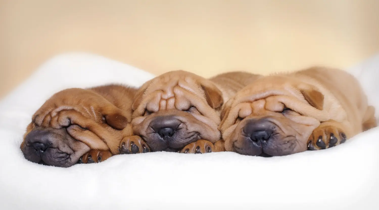 Egy shar-pei kiskutya megvásárlása felelősségvállalást jelent! Shar-Pei kiskutyák vásárlása.
