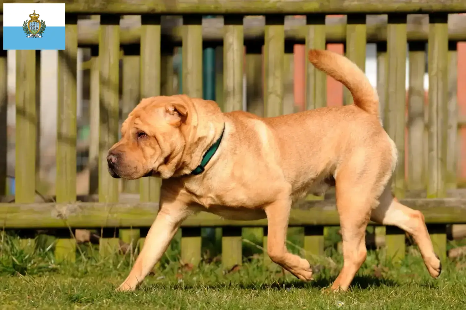 Read more about the article Shar-Pei tenyésztők és kölyökkutyák San Marino-ban