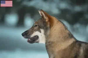 Read more about the article Shikoku tenyésztők és kiskutyák az USA-ban