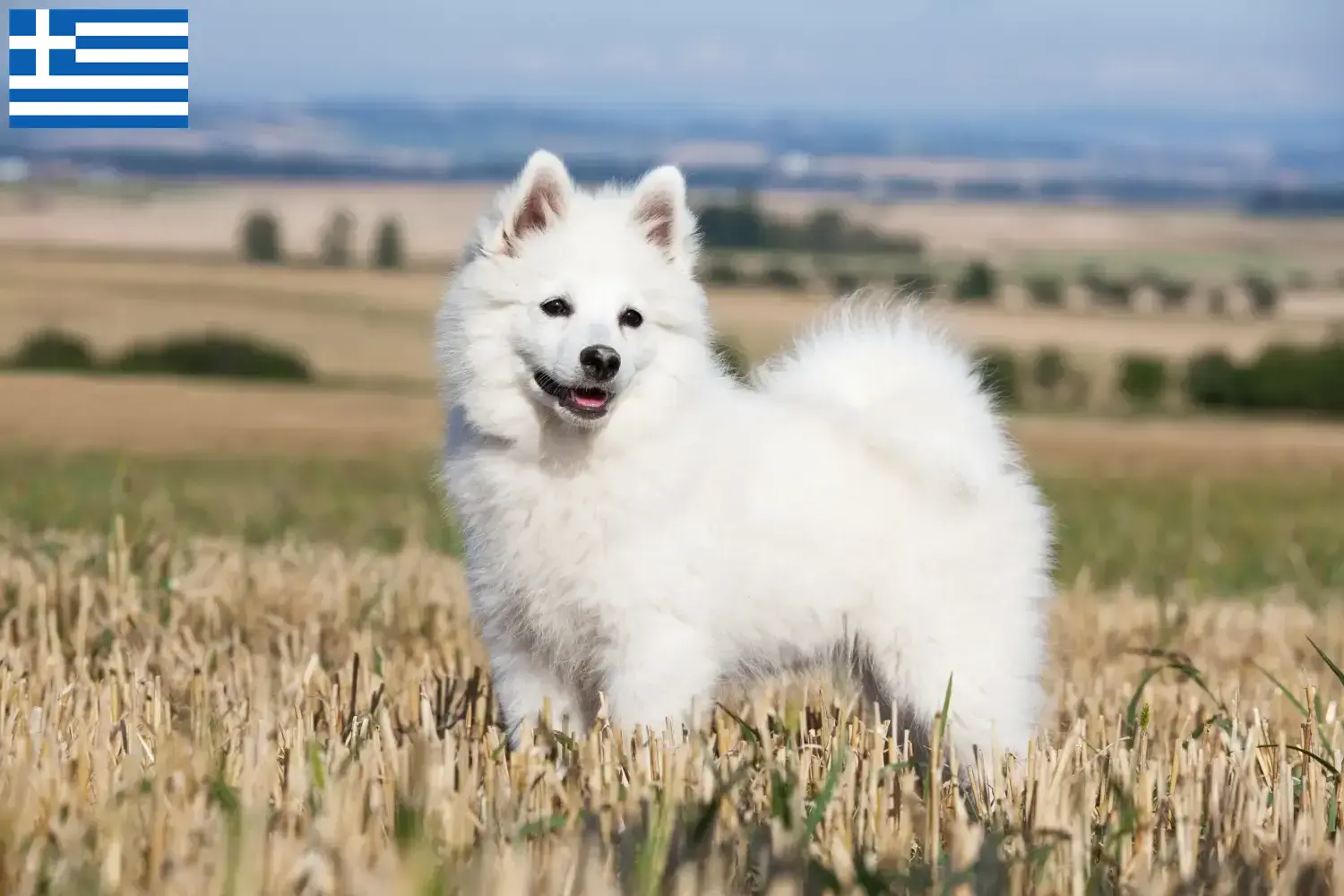 Read more about the article Spitz tenyésztők és kiskutyák Görögországban