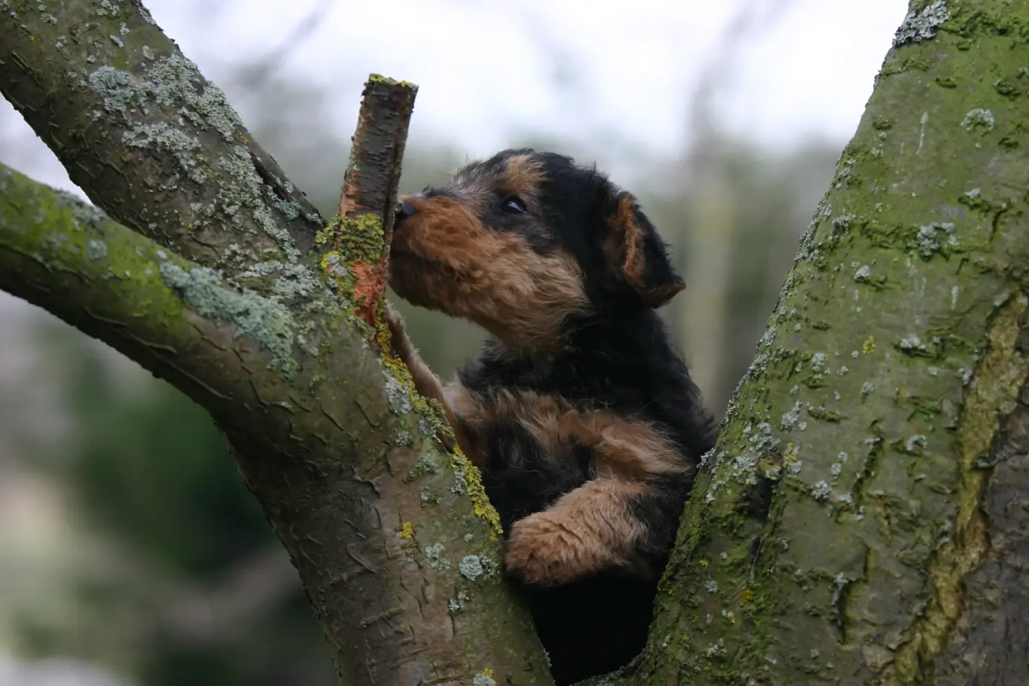 Egy welsh terrier kiskutya megvásárlása felelősségvállalást jelent! Vásároljon welsh terrier kiskutyákat.
