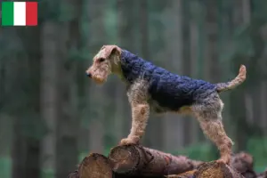 Read more about the article Welsh terrier tenyésztők és kölykök Olaszországban