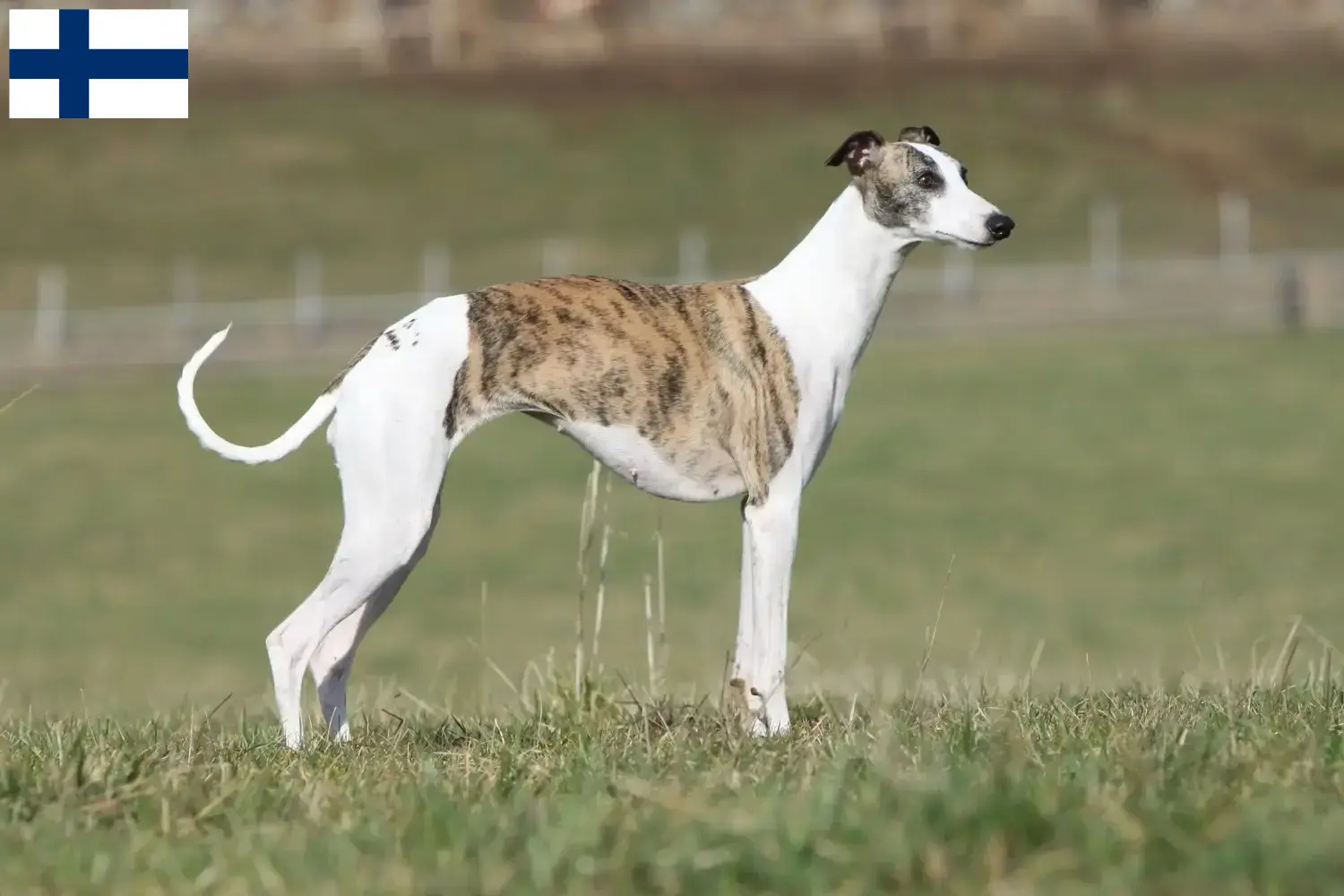 Read more about the article Whippet tenyésztők és kölykök Finnországban