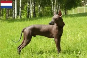 Read more about the article Xolo tenyésztők és kiskutyák Hollandia területén