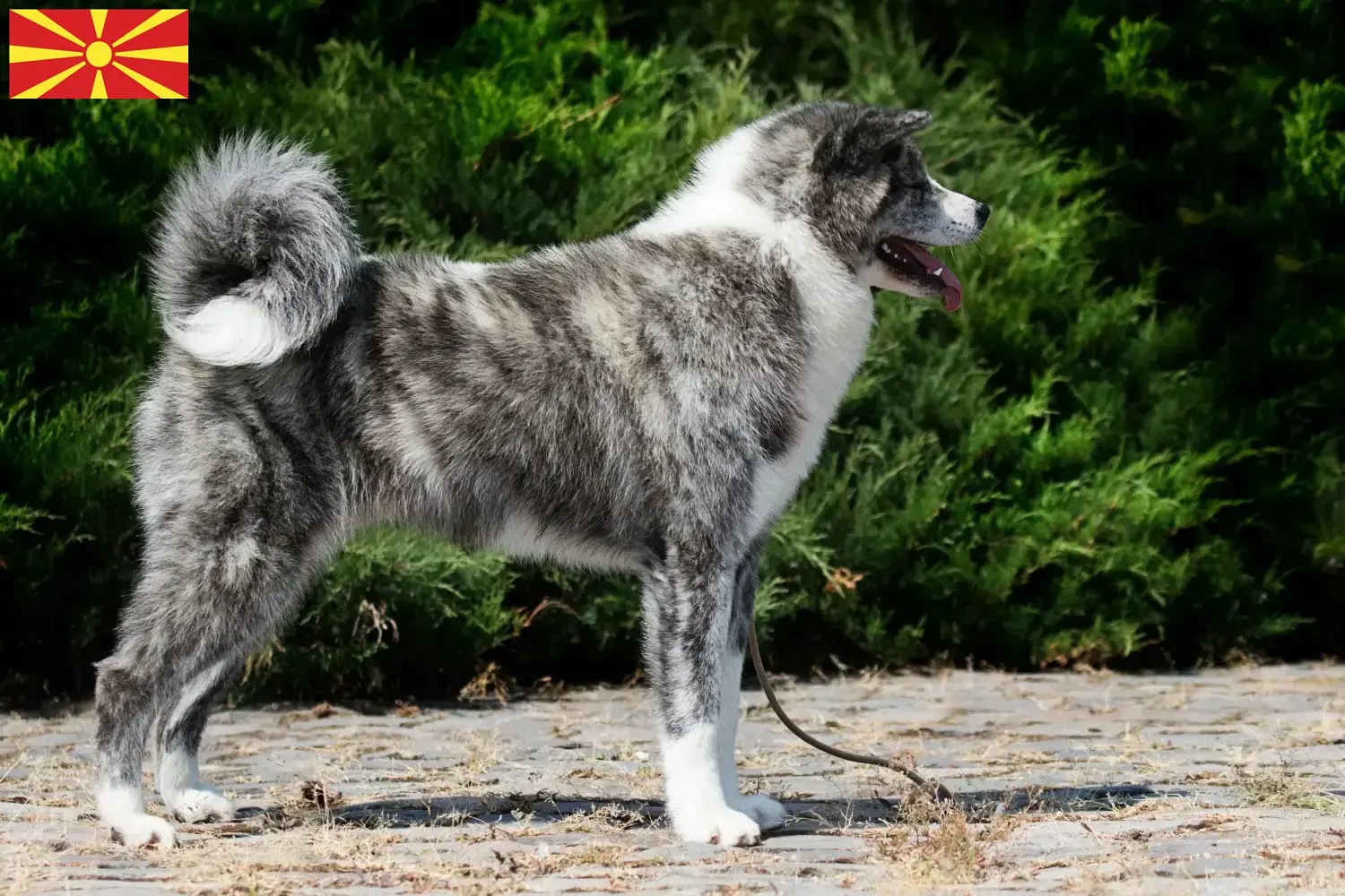Akita kiskutyák és tenyésztők Észak-Macedónia Itt találhat akitatenyésztőket Észak-Macedónia területén.