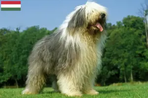 Read more about the article Bobtail tenyésztők és kölykök Magyarországon