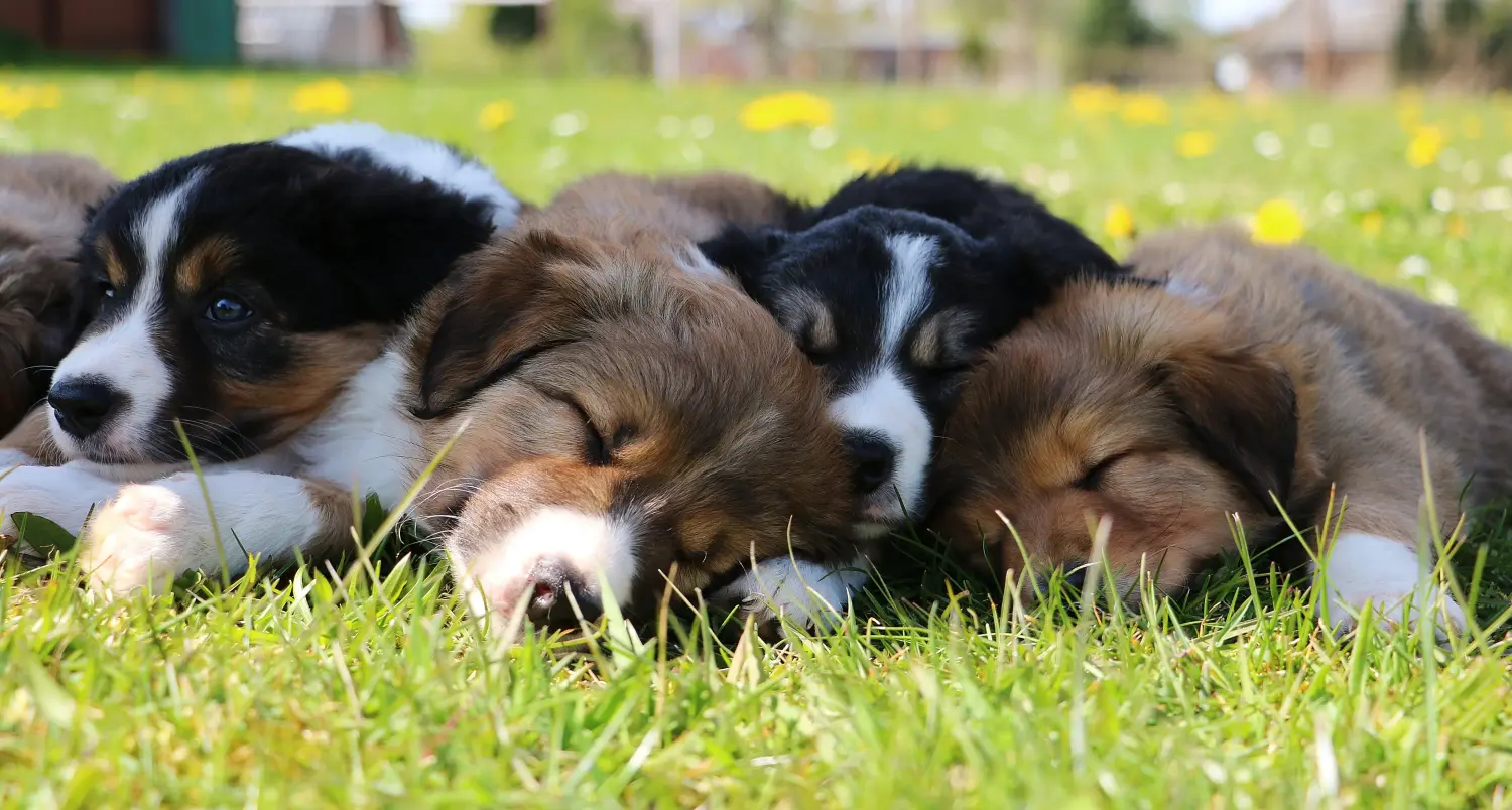 Border Collie kölyökkutya vásárlása felelősségvállalást jelent! Border Collie kiskutyák vásárlása.