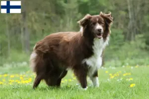 Read more about the article Border Collie tenyésztők és kölykök Finnországban
