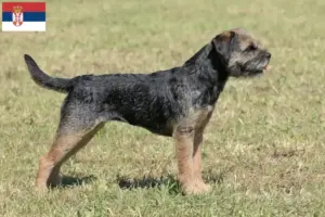 Read more about the article Borderterrier tenyésztők és kölykök Szerbiában