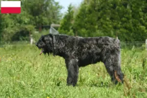Read more about the article Bouvier des Flandres tenyésztők és kiskutyák Lengyelországban