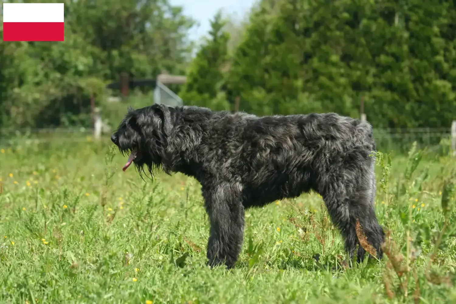 Read more about the article Bouvier des Flandres tenyésztők és kiskutyák Lengyelországban