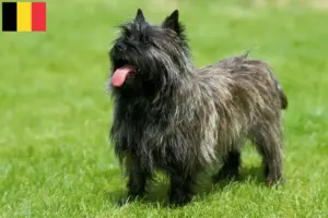 Read more about the article Cairn terrier tenyésztők és kölykök Belgiumban