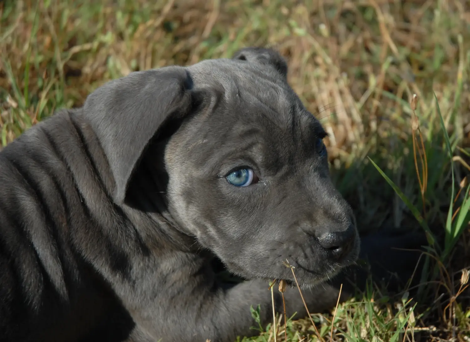 Egy Cane Corso Italiano kiskutya megvásárlása felelősségvállalást jelent! Cane Corso Italiano kiskutyák vásárlása.