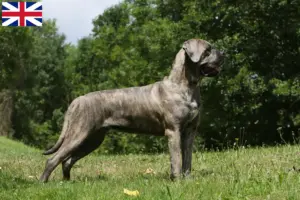 Read more about the article Cane Corso Italiano tenyésztők és kölykök Nagy-Britanniában