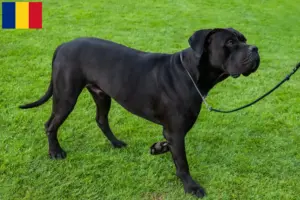 Read more about the article Cane Corso Italiano tenyésztők és kölykök Románia területén