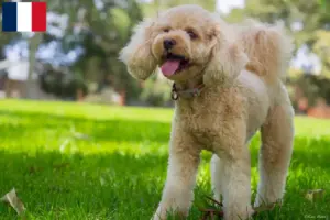 Read more about the article Cavoodle tenyésztők és kölykök Franciaországban