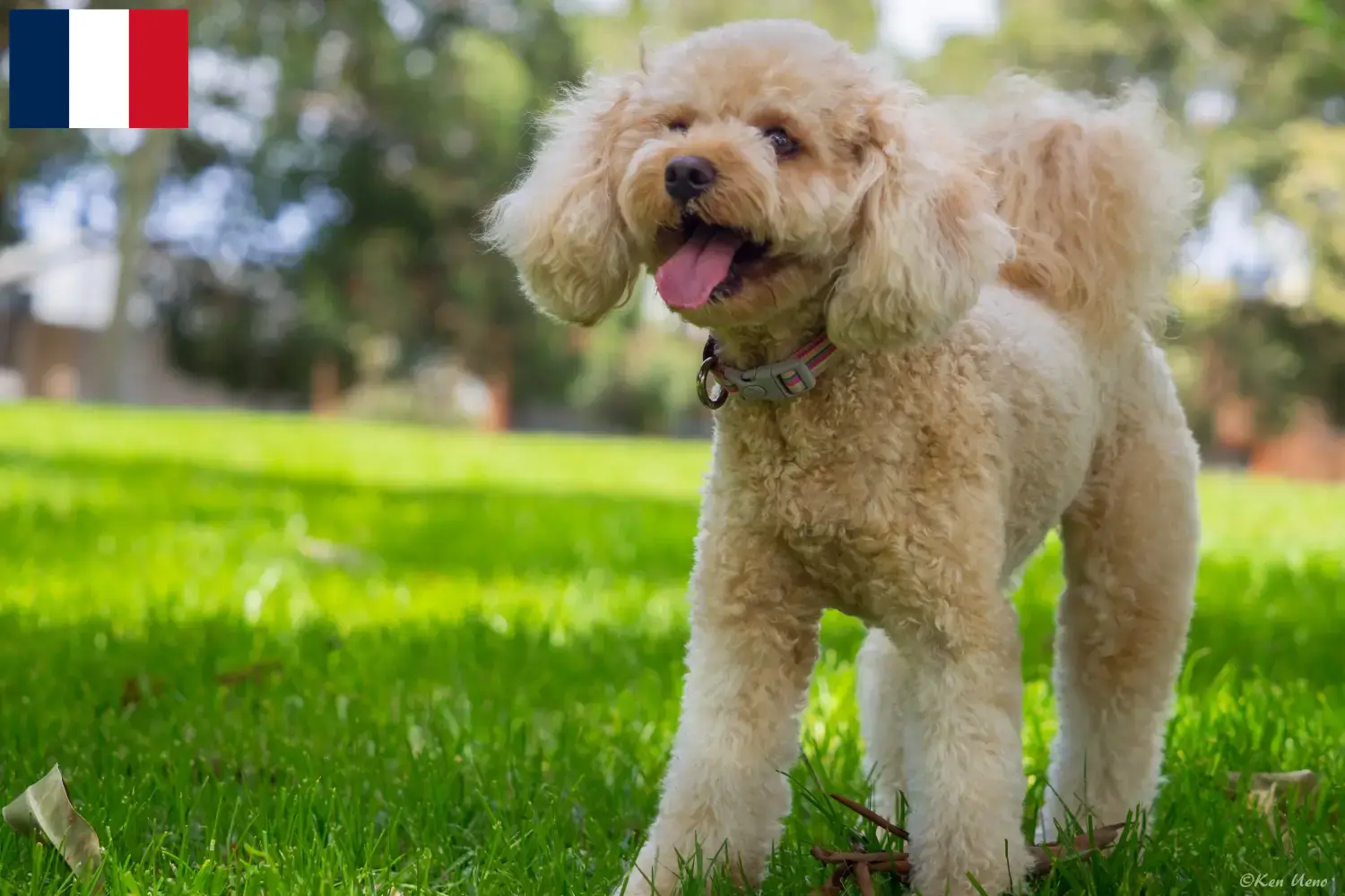 Cavoodle kölykök és tenyésztők Franciaország Itt találhat Cavoodles tenyésztőket Franciaországban.